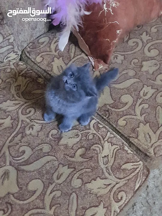 سكوتش ستريت