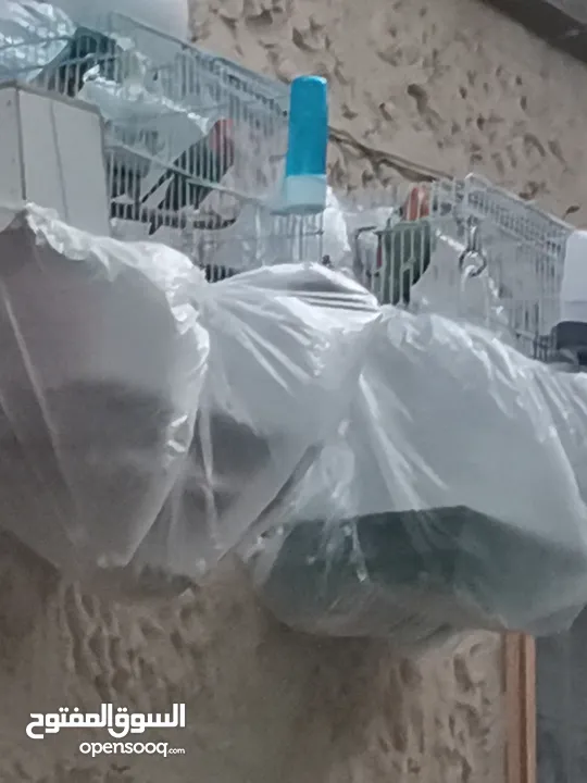جوز روز مع ذكر للبيع بسعر ممتاز حرق حرق حرق