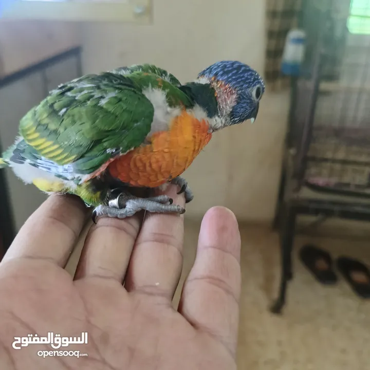 ماشاء الله لا قوة إلا بالله