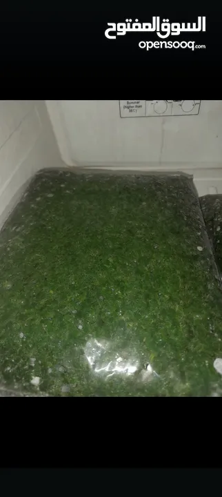 طبخات بيتية بايدي ماهرة مجموعة كبيرة من الحلويات الباردة والسخنة