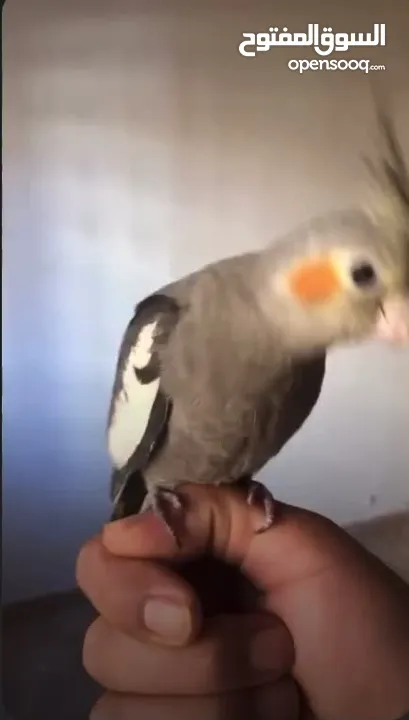 مخليف كوكتيل اليف ميه ميه