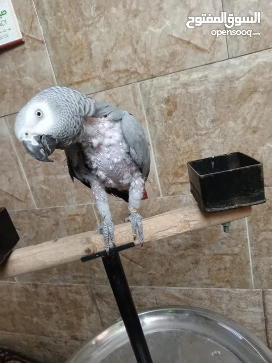 طيره كاسكو بالصلاة على النبي