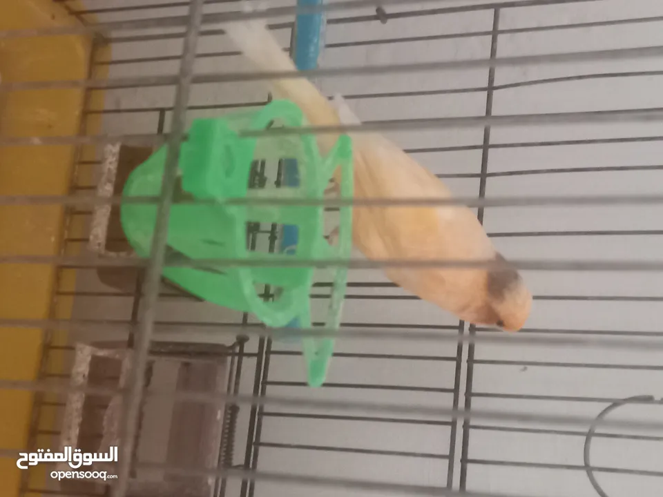 جوز كنار شغلات للبدل على ياكريم او روز