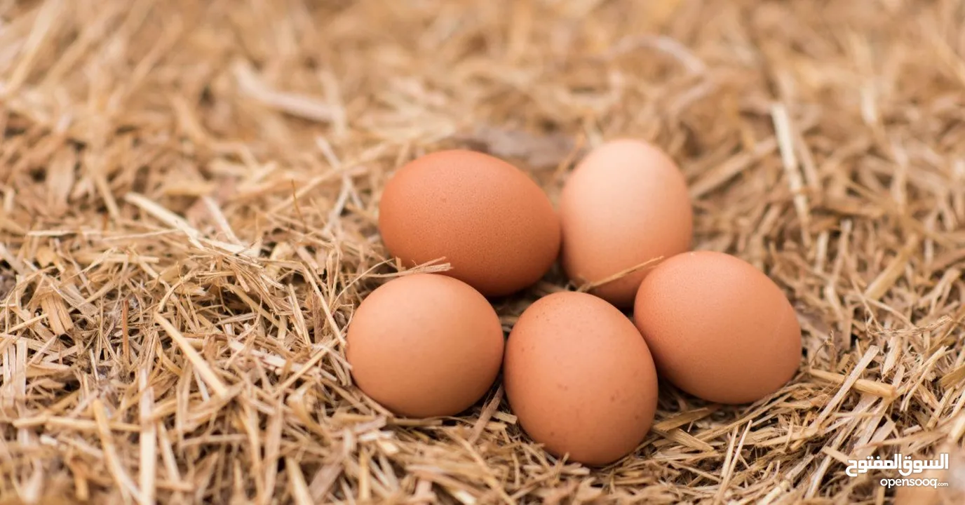 Fresh milk, chicken and eggs