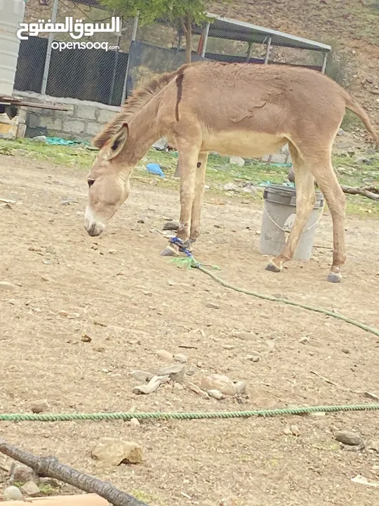 للبيع جحشه او حماره جعلانيه العمر 10 شهور