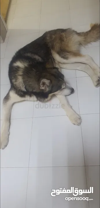 Siberian husky dog Clifford