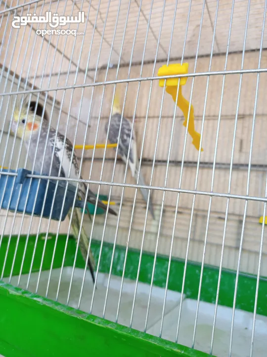 ببغاء كوكتيل ذكر وانثى مع قفص