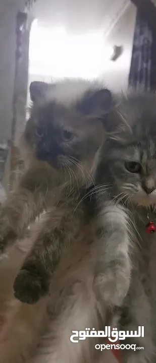 قطط شيراز و هيمالايا