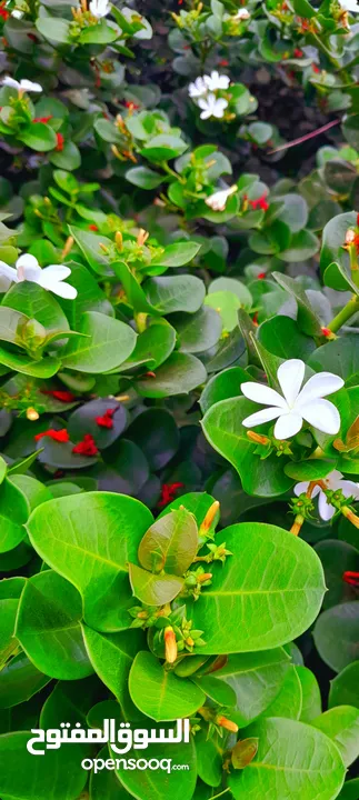 ورد الياسمين