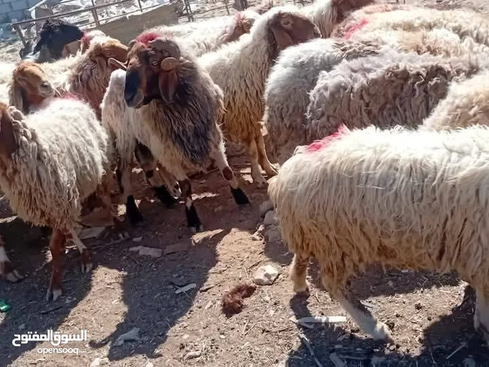 نبدأ بصلاة عل رسول الله - عرووووض  -عرووووض عروووض-  بمناسبة عيد الاضحى المبارك