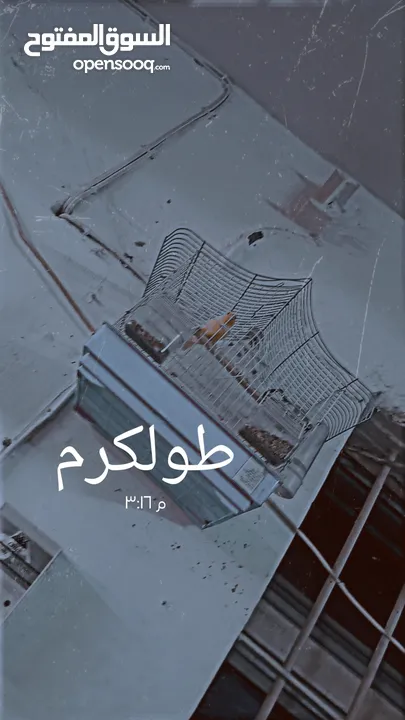 ذكر كناري جاهز للجواز حبه نادره للبدل على ببغاء لا يوجد توصيل