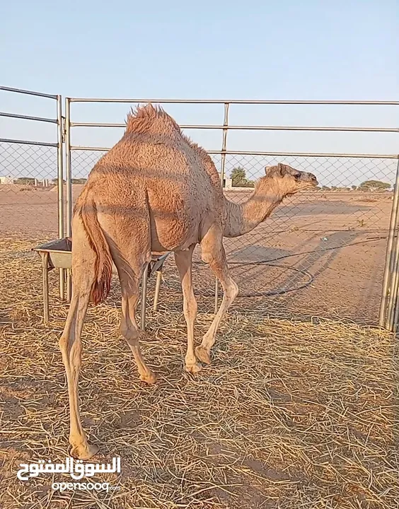 قعود صعب مش مركوب اقرا الوصف