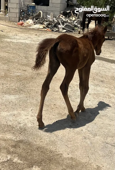 مهرة عربية غير مسجلة بنت فحل عربي واهو مسجل للبيع
