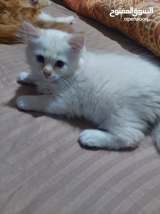 قطط صغيره للبيع مكس شانشيلا مع سكوتش جميله  منها اطراف صغيره