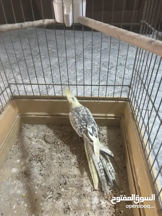 طيور كوكتيل للبيع