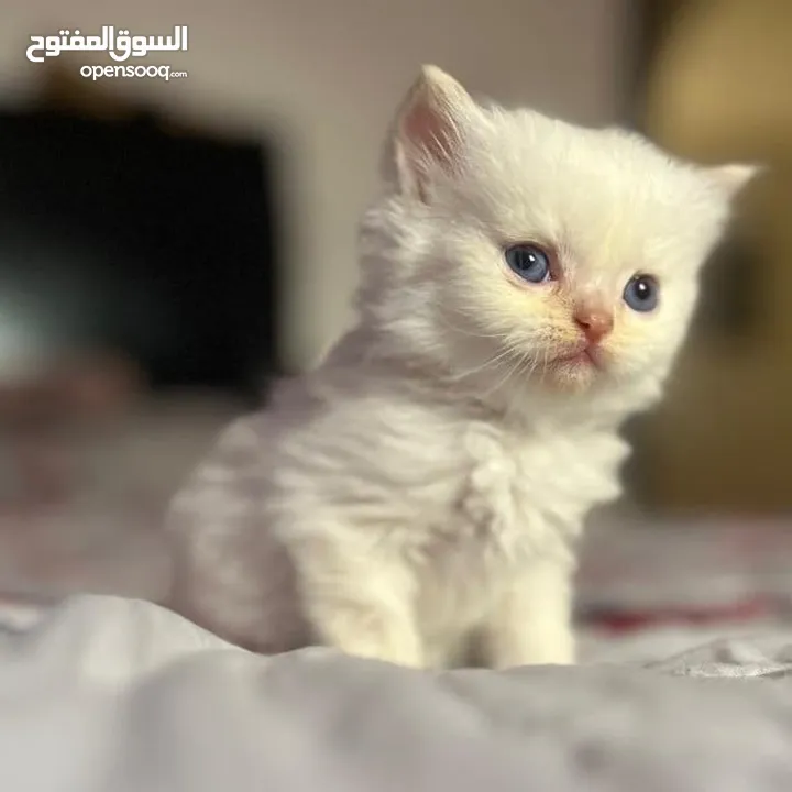 قــطــط لــلــبــيــع