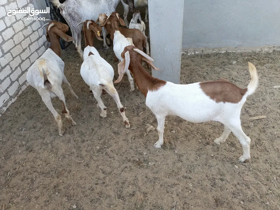 ماعز خليط موجود كمية