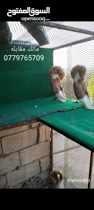 زواج حمام وطواير للبيع