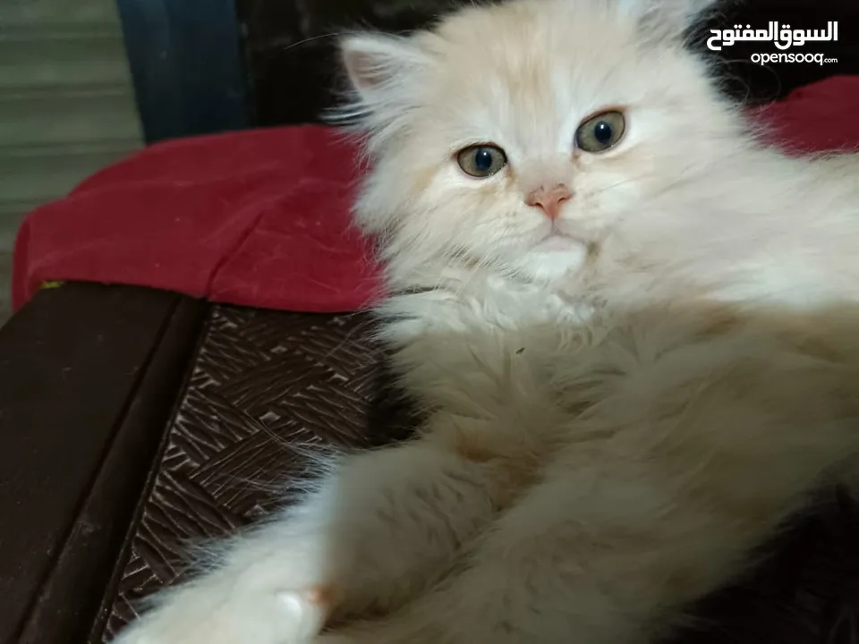 قطط ذكور من أصول نقيه واحد همالايا تشوكلت لونج هير بلو بوينت وواحد بريتش ريد لونج هير مقزم للجادين