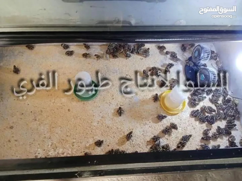صيصان فري 15قرش الحبه