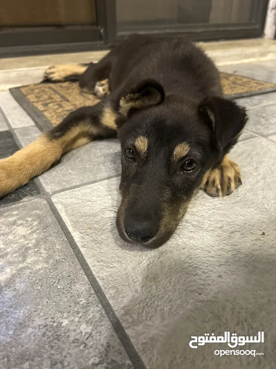 mix german shepherd and rottweiler 4 months old جرمن تشبير مكس روت ويلير العمر أربع شهور