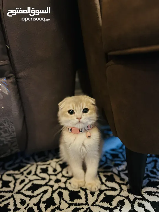 SCOTTISH FOLD MALE KITTEN