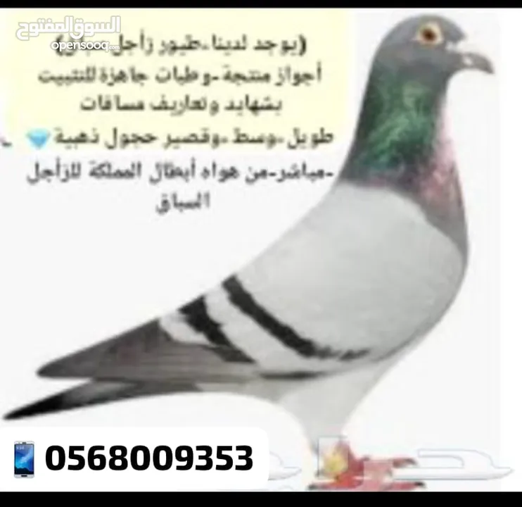 زاجل سباق أجواز منتجة وطبات جاهزة أبطال الابطالTob طيور نخبة تصليح وفوز من هواه أبطال المملكة للزاجل