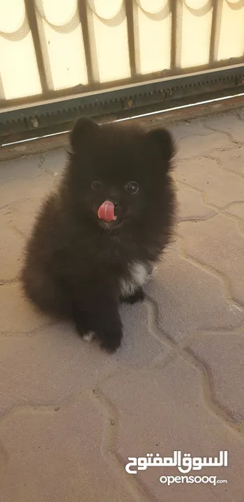 Pomeranian puppy