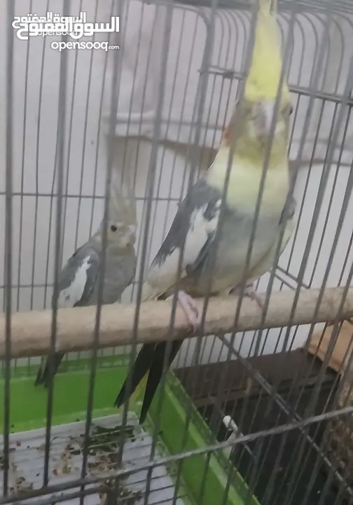 جوز كوكتيل للبيع مع قفص 4 معالف