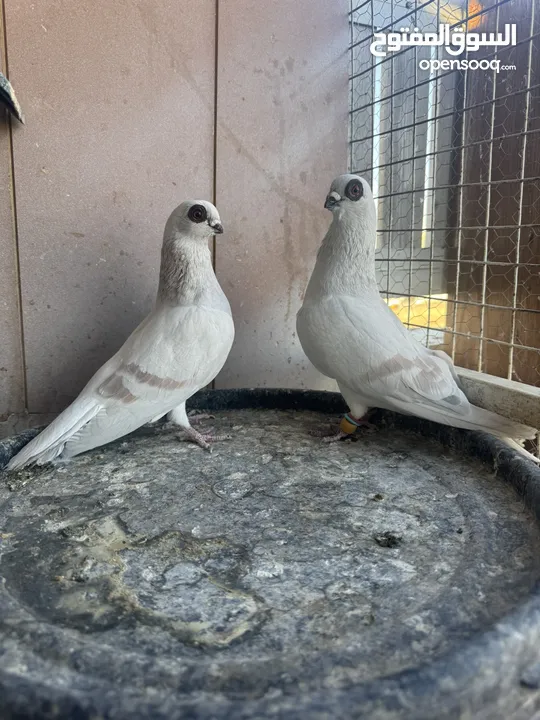 جوز بواز حمر