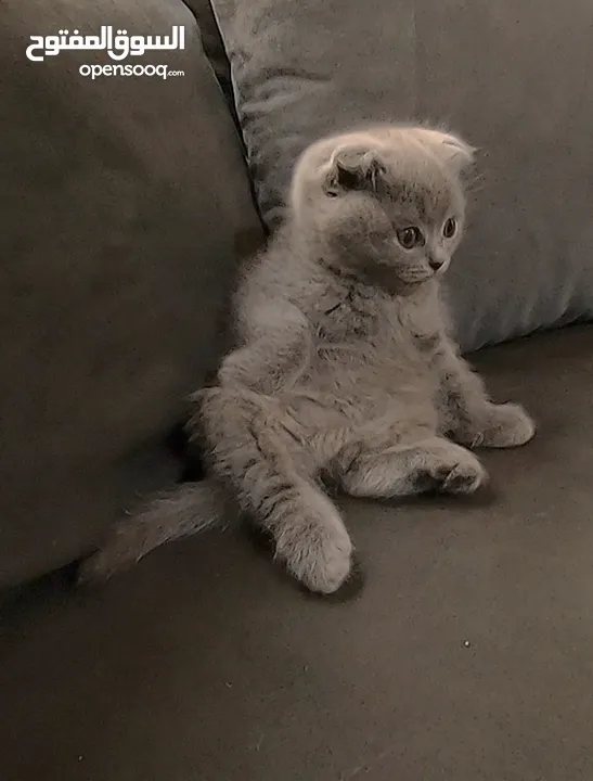 أنثى سكوتش فولد