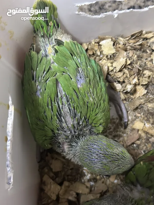 Indian Ring Neck Parrot baby