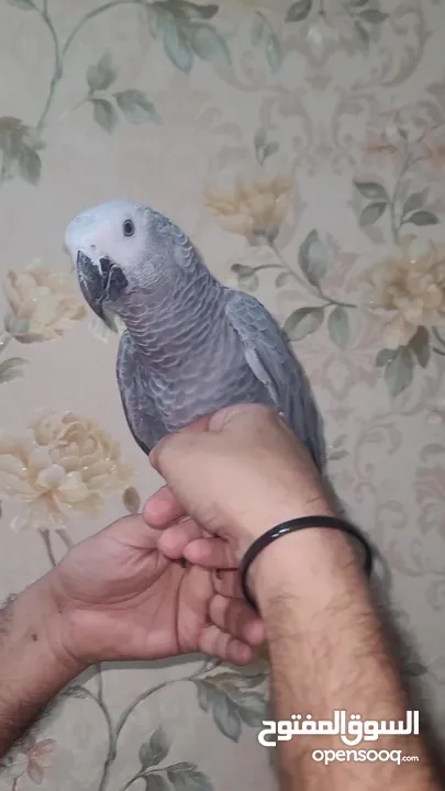 Kasko gray parrot