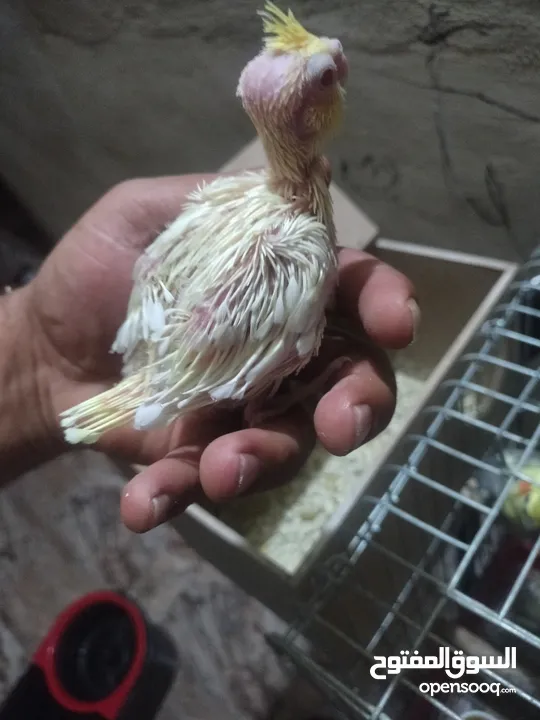 افراح كوكتيل زق يدوي