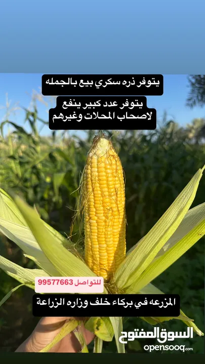 يتوفر ذره سكري بيع بالجملة