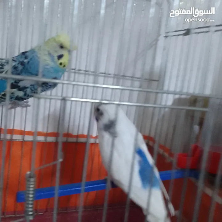 التواصل عبر واتس اب ببغاء كوكتيل  حجم كبير وعصافير حب مفتل و البينو وعادي عادي احجام كبيره