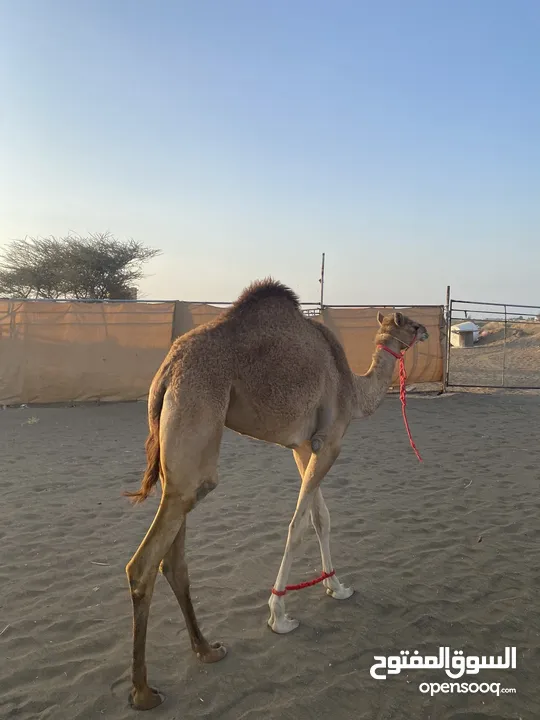 السلام عليكم بكره فطيم  ا ابوها رويان بعير صاحب سمو اسعد امها بنت سراب بن دري