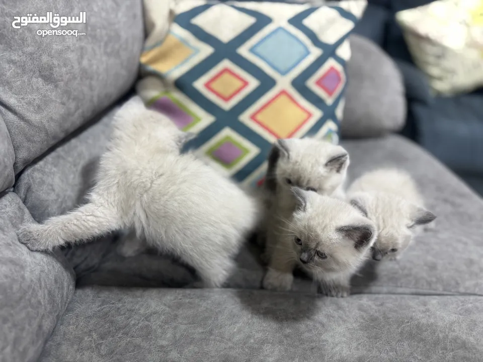 2 كيتن هملايا