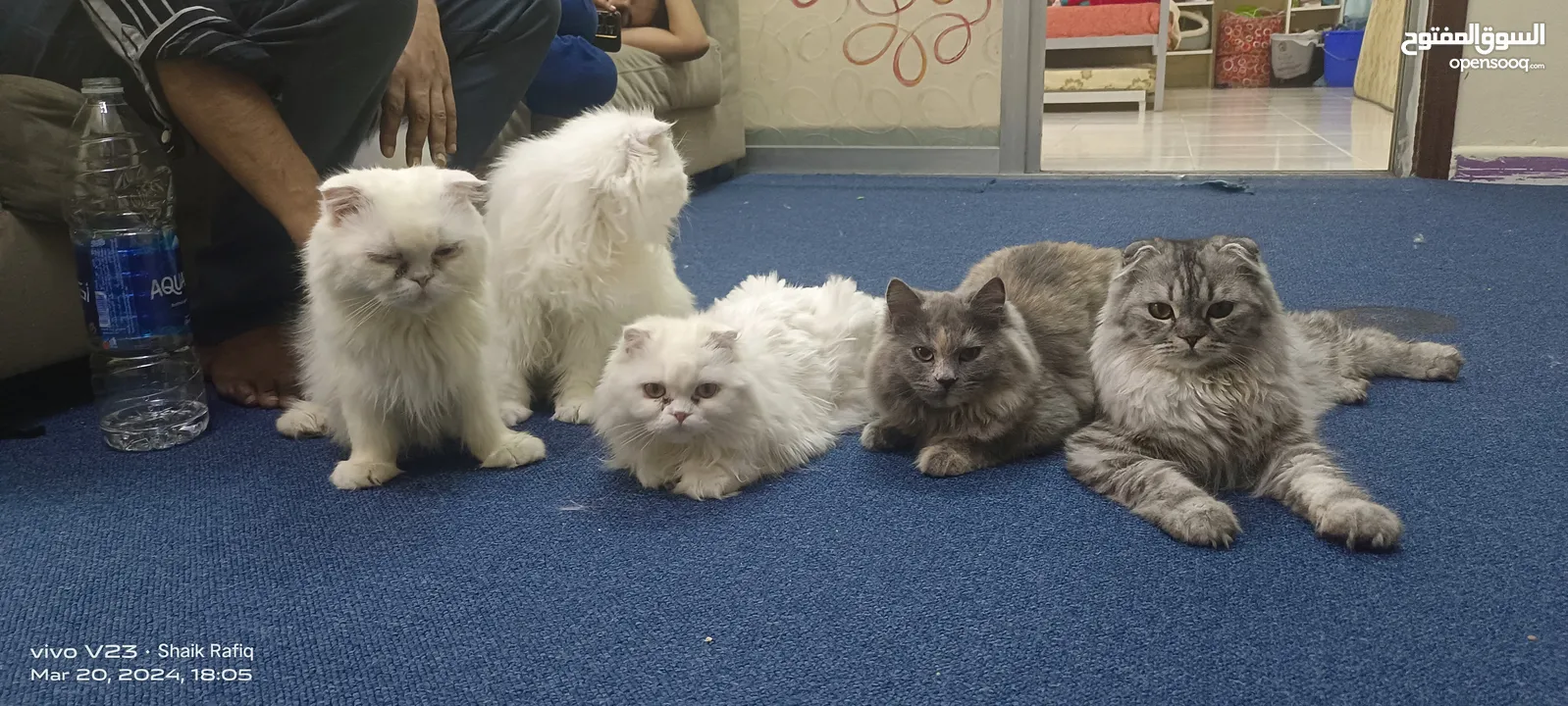 cats for adoption for loving and caring family