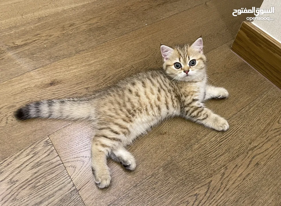 Male and Female Scottish Straight Cat