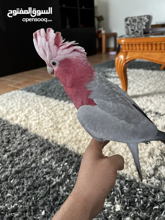 Gala cockatoo (Rockey)