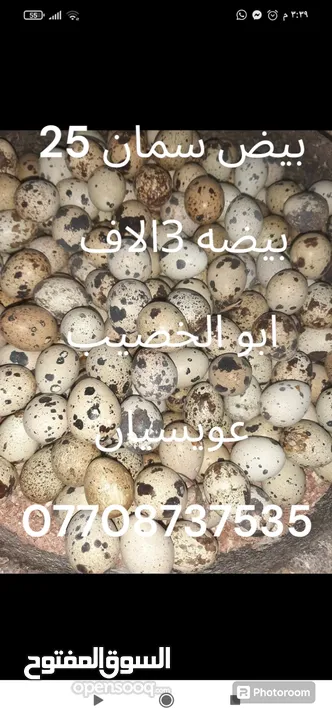 بيض طائر السمان للكل وتفقيس والعلاج  