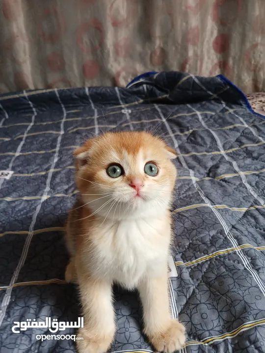 سكوتش فولد وستريت
