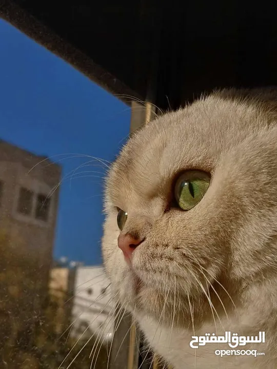 قط سكوتش فولد للتزاوج