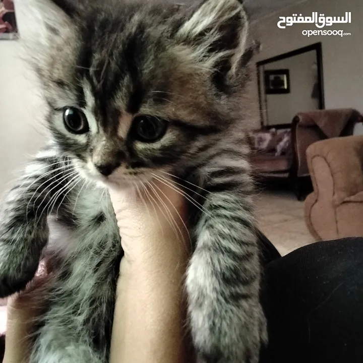 6 قطط للبيع الام وأطفالها عمر الام سنه وشهرين والأطفال شهر ونصف