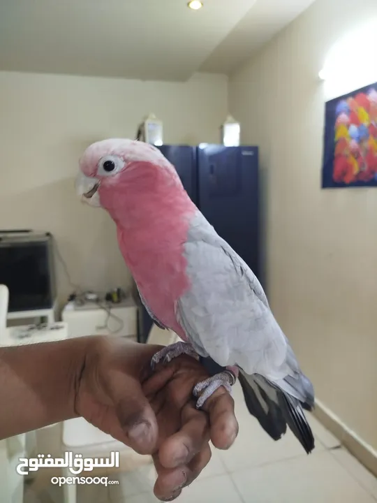 cockatoo galah