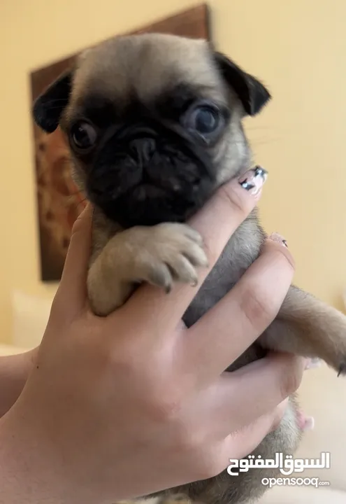 Pug cute puppies