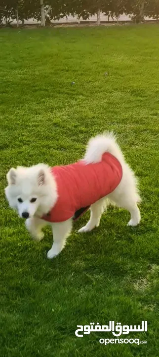 Japanese spitz puppy for sale 10 weeks old