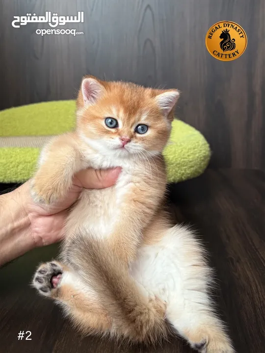 High-level British Shorthair kittens with pedigree