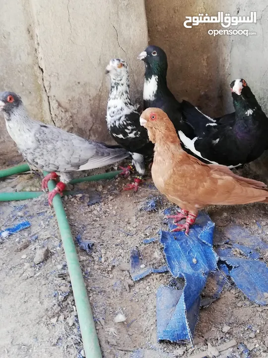 خمس حبات بالصلاة عالنبي بسعرر حررق